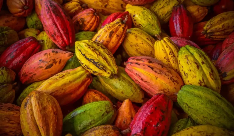 Cacau selvagem do Acre recebe reconhecimento internacional inédito como “Cacau de Herança”