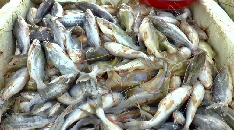 Ambientalistas alertam que pesca descontrolada está afetando reprodução de peixes; Piracema de Mandim pode desaparecer