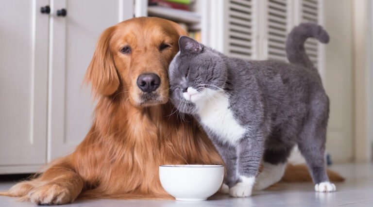 Campanha de vacinação contra raiva em Cruzeiro do Sul visa imunizar 15 mil animais