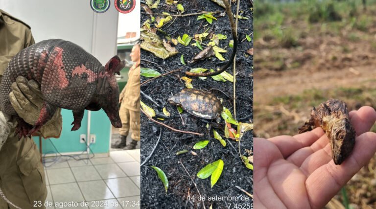 Queimadas em Cruzeiro do Sul já resultam no resgate quase 50 animais silvestres, diz Corpo de Bombeiros