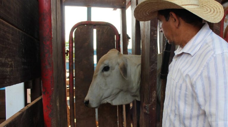 IDAF encerra primeira etapa da campanha de vacinação contra a brucelose em Cruzeiro do Sul e já inicia segunda fase