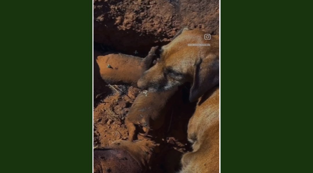 Novo Projeto - 2024-09-22T202246.658