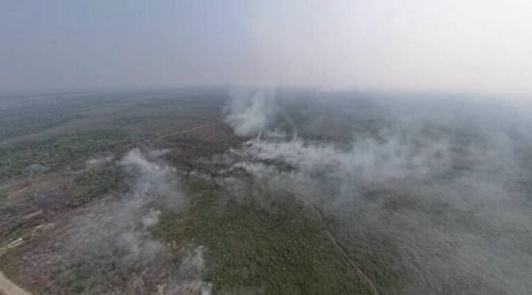 Queimadas devem reduzir oferta de açaí, buriti e madeira no Acre