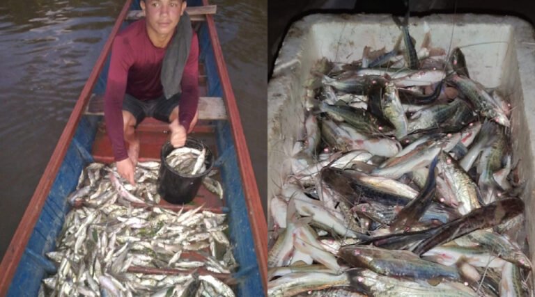 Piracema de mandim enche embarcações de pescadores no interior do Acre e impressiona