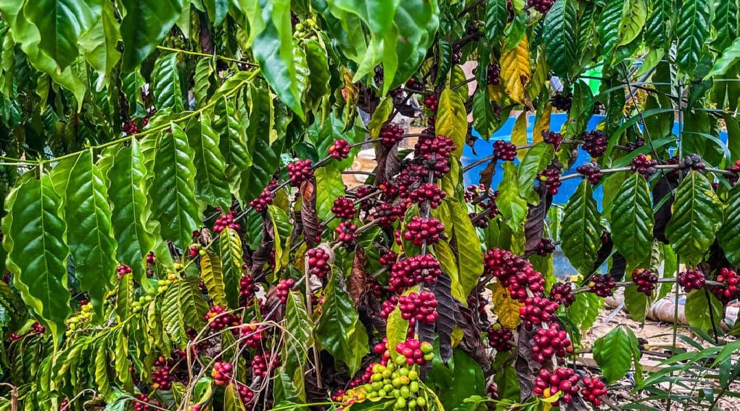 Novo Projeto - 2024-10-16T151440.159