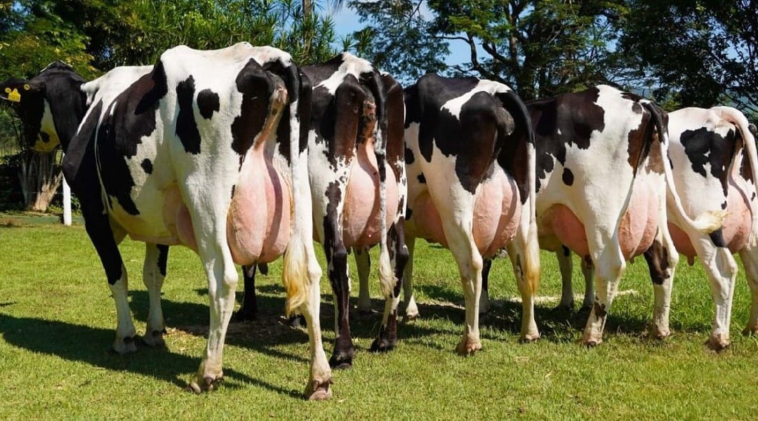 Novo Projeto - 2024-10-26T114016.739