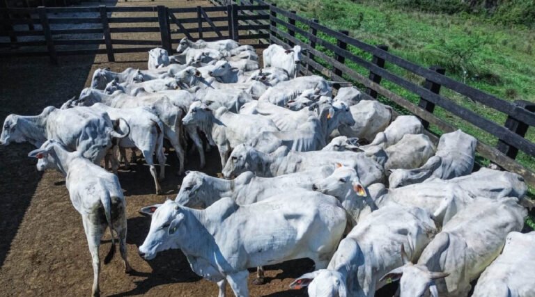 Governo do Acre lança programa Insemina+ para fortalecer a pecuária na região do Juruá