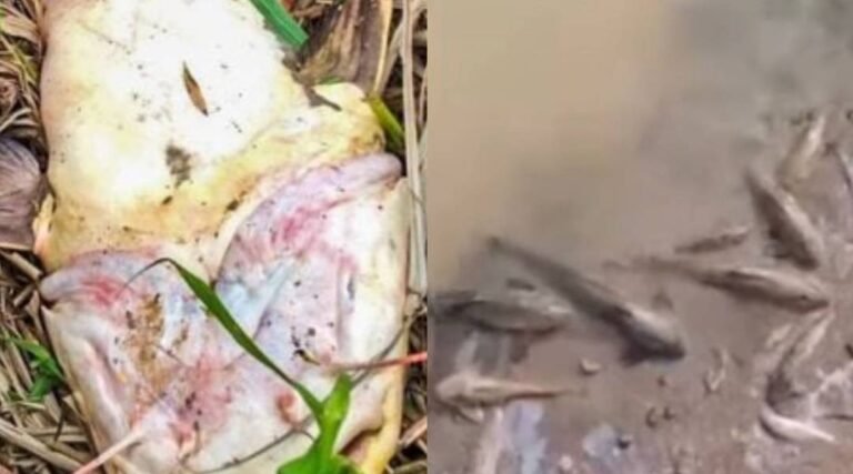 Governo e Prefeitura enviam equipes para analisar morte de peixes no Rio Acre