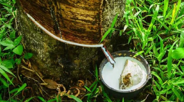 Tabela de subvenção para derivados da borracha é atualizada no Acre