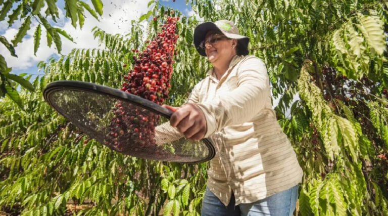 Acre tem cinco produtoras finalistas em concurso nacional de café