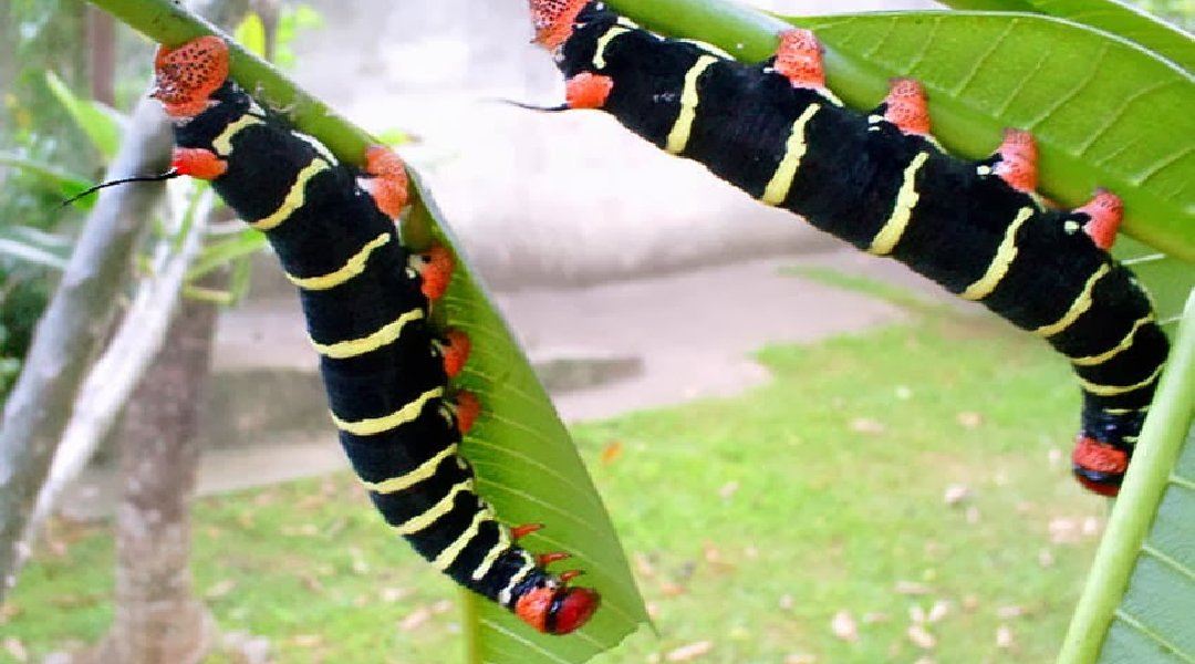 Novo Projeto - 2024-11-01T151555.136