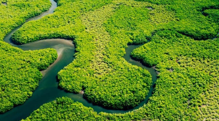 Desembolsos do BNDES para Amazônia Legal já superam os R$ 10 bi em 2024