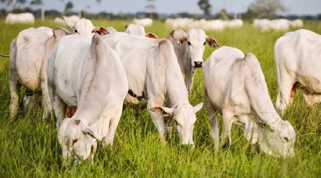 Novo Projeto - 2024-11-13T083726.295