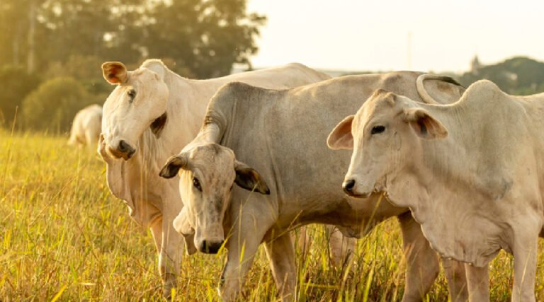 IDAF entra na última semana para atualização da declaração de rebanho no Acre