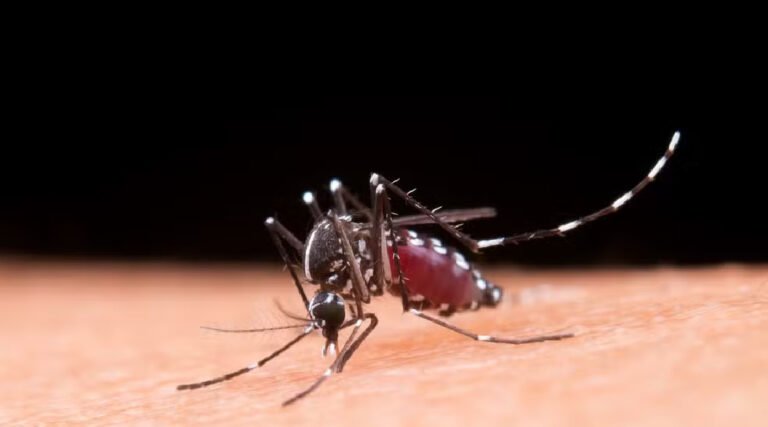 Alerta! Oito cidades do Acre estão com risco de infestação do Aedes aegypti; veja lista