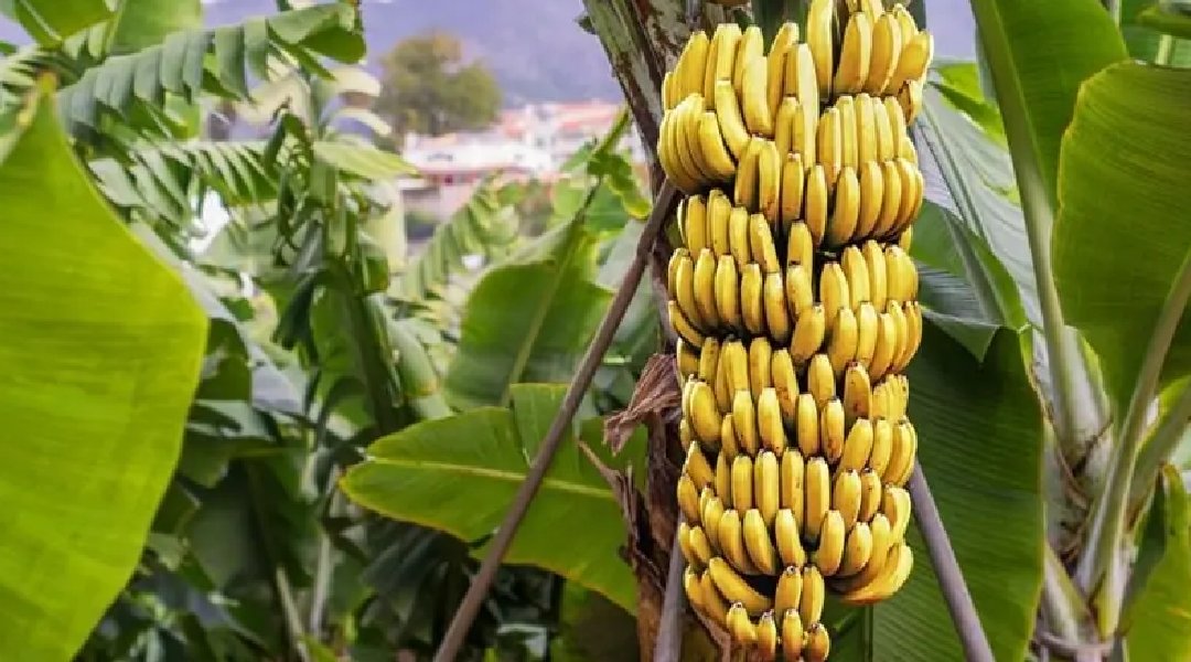 Novo Projeto - 2024-12-05T144741.385