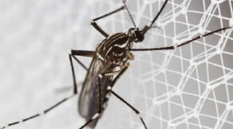 Acre apresenta aumento de mais de 406% em casos de chikungunya em 2024