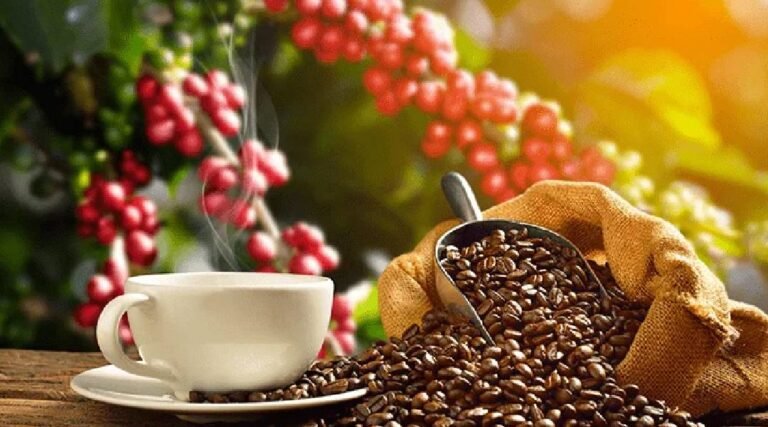 O IBGE estima que o crescimento da produção de café no Acre cresça 60%, em 2025