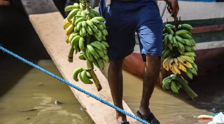Produtores sentem impacto das queimadas e banana pequena fica escassa no Acre