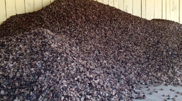 Valorização da Castanha em Sena Madureira aumenta competitividade entre empresários e preço da lata chega a R$100