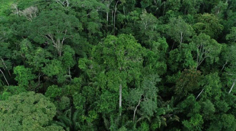 Acre consegue reduzir 90,7% das emissões de gases estufa, aponta Anuário de Mudanças Climáticas