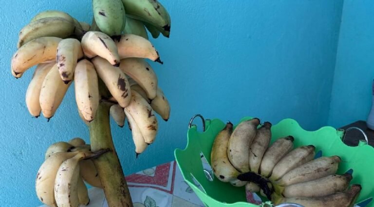 Preço da Banana Dispara em Cruzeiro do Sul e chega a R$ 10 a palma