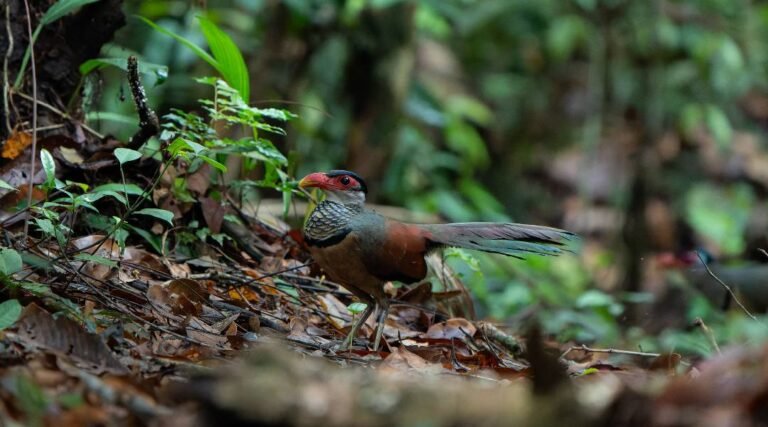 Registro raro de ave é feito por pesquisador no Parque Nacional da Serra do Divisor