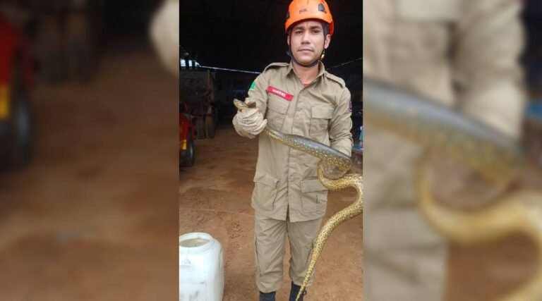 Corpo de Bombeiros resgata sucuri de pequeno porte em Rodrigues Alves