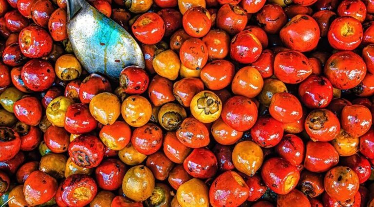 Entre as frutas mais consumidas da região do Juruá, Pupunha pode chegar a 80 reais o cacho