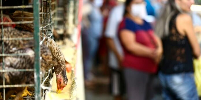 calor-extremo,-alta-do-milho-e-quaresma-pressionam-preco-do-ovo