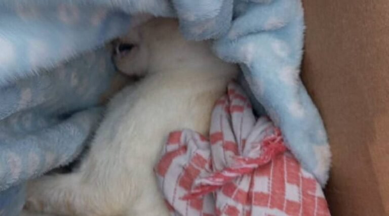 Moradora de Cruzeiro do Sul denuncia envenenamento e morte de 4 animais: ‘Queremos justiça’ 