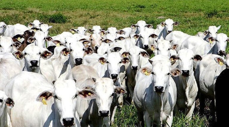 Purus, Tarauacá/Envira e Juruá somam 1,5 milhão de cabeças