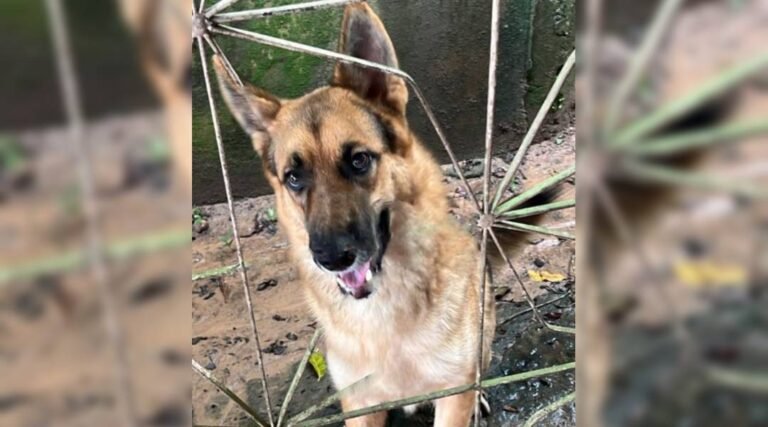 Procura-se cachorro de estimação desaparecido no bairro Alumínio, em Cruzeiro do Sul