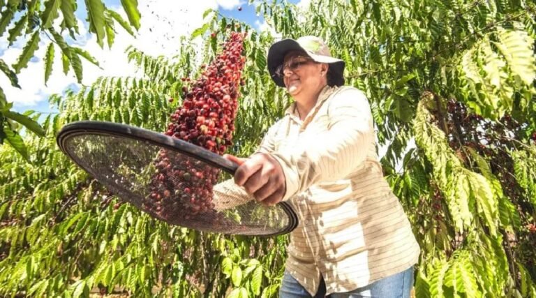Governo do Acre abre credenciamento para empresas patrocinadoras do Concurso Qualidade do Café