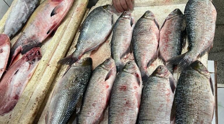 Preço do peixe dispara em Cruzeiro do Sul e supera o da carne vermelha