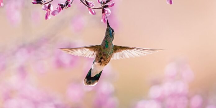 aves-beijoqueiras-estao-ameacadas-no-cerrado,-diz-pesquisador aves-beijoqueiras-estao-ameacadas-no-cerrado,-diz-pesquisador