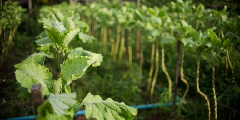 bndes-destina-r$-135-milhoes-a-acoes-sociais-e-ambientais-em-favelas