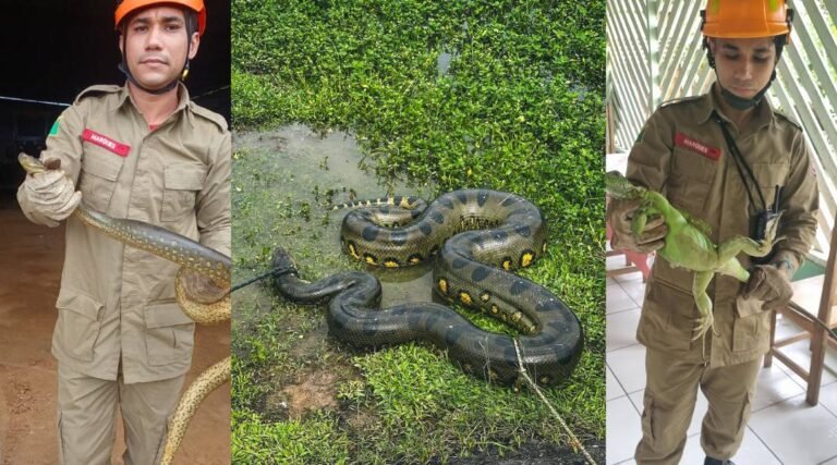 Mais de 90 Animais são resgatados pelo Corpo de Bombeiros durante período chuvoso em Cruzeiro do Sul