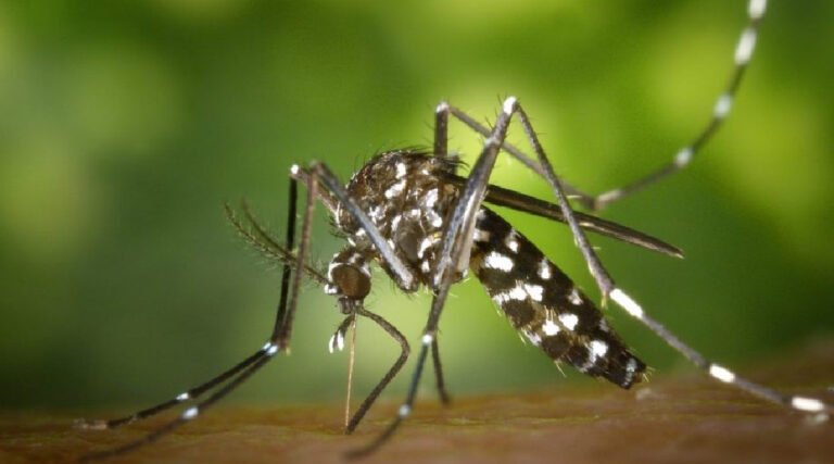 Acre registra mais de 8 mil casos de dengue e tem 2º maior índice de incidência do país