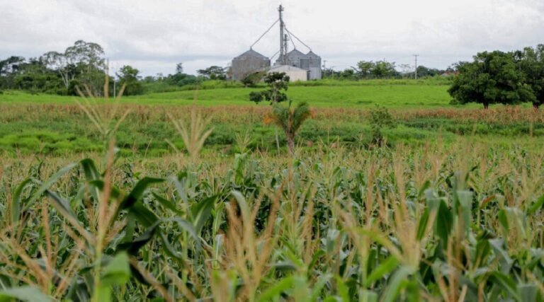 Crescimento da produção agrícola no Acre: investimentos e ações governamentais garantem resultados positivos