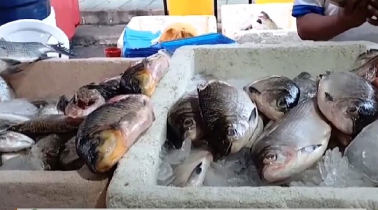Início da 5ª Feira do Peixe em Cruzeiro do Sul traz novidades e expectativas de sucesso; confira
