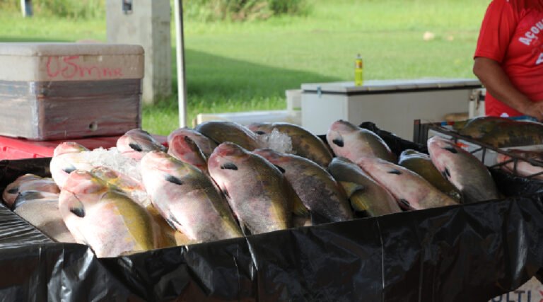 Feira do Peixe movimenta a economia local em 12 municípios acreanos com apoio do Sebrae