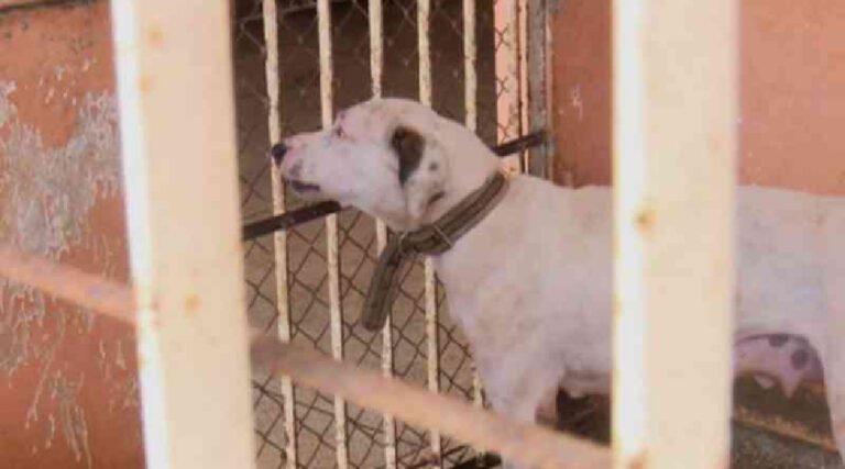 Justiça determina reestruturação emergencial do Centro de Zoonoses de Cruzeiro do Sul