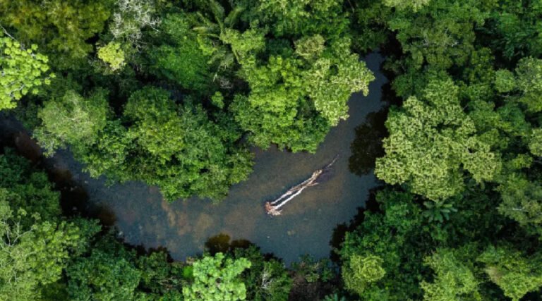 Petrobras adquire créditos de carbono no Acre, mas projeto enfrenta críticas