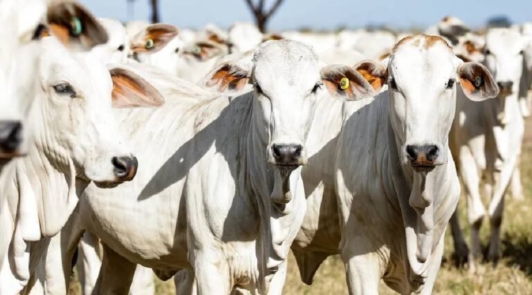 Em meio a crescimento do rebanho bovino, AC prevê R$ 200 milhões em investimentos no setor de proteína animal