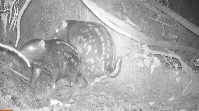 Roedor raro, saguis-brancos e espécie de ave nunca fotografada no Brasil: fauna surpreendente é revelada no AC
