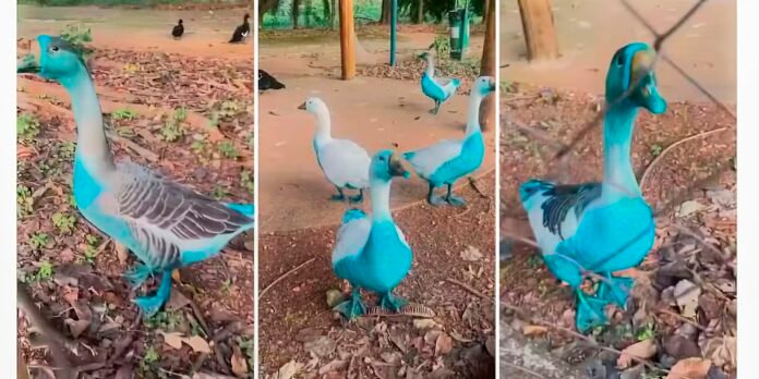 jundiai-apura-vazamento-de-corante-que-tingiu-aves-em-parque