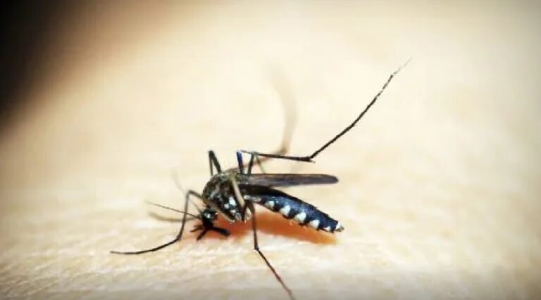 Acre registra mais de 8 mil casos de dengue em 2025; três óbitos foram confirmados