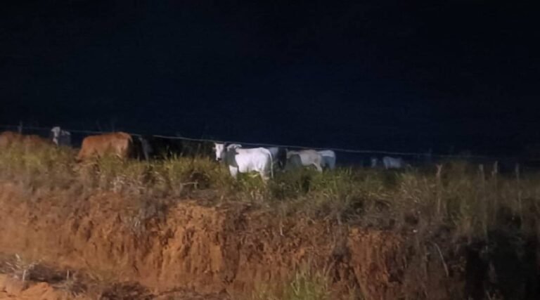 Bois soltos colocam motoristas em risco na estrada do lixão, em Cruzeiro do Sul