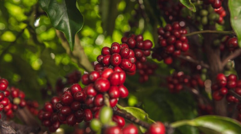 Governo do Acre lança terceira edição do Qualicafé e premia os melhores cafés robusta da Amazônia acreana